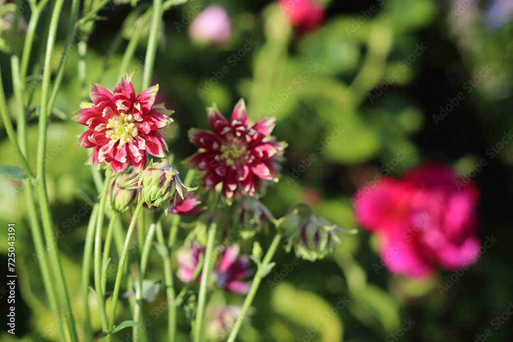 Aquilegia flower red close up with copy space. Selective focus blurred background red flower in the garden. Exotic shape flower. UK flower Aquilegia flower red close up with copy space. Selective focus blurred background red flower in the garden. Exotic shape flower. UK flower