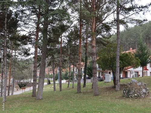 Very nice weather trees and landscape in winter