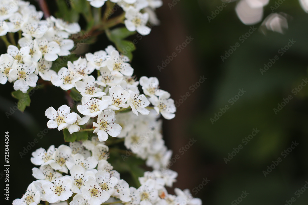 Hawthorn (Crataegus monogyna) flower background with copy space. Selective focus small  white herb flower in spring summer.