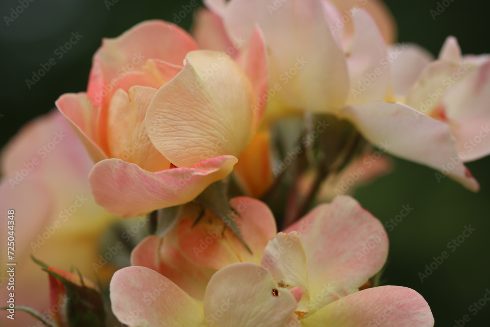 Peach Rose Peach Rose