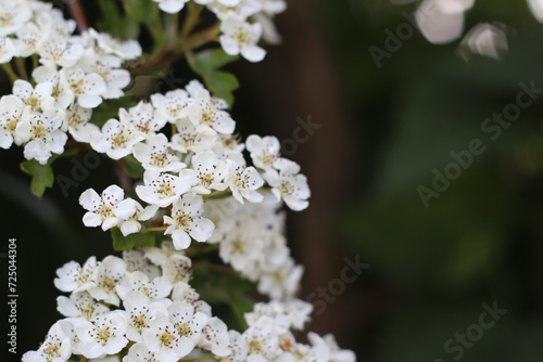 Hawthorn (Crataegus monogyna) flower background with copy space. Selective focus small white herb flower in spring summer.