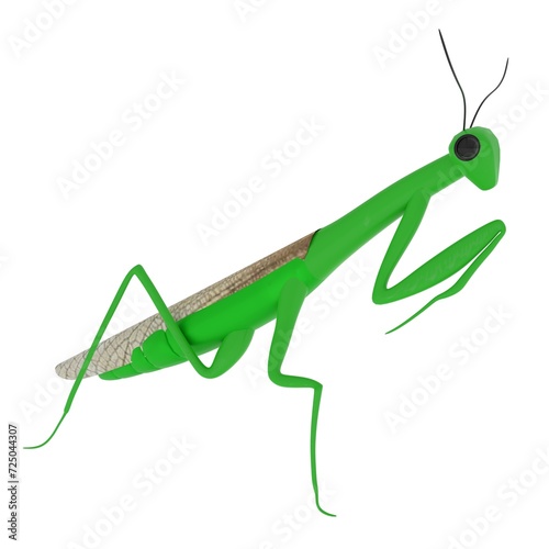 Mantis isolated on white background photo