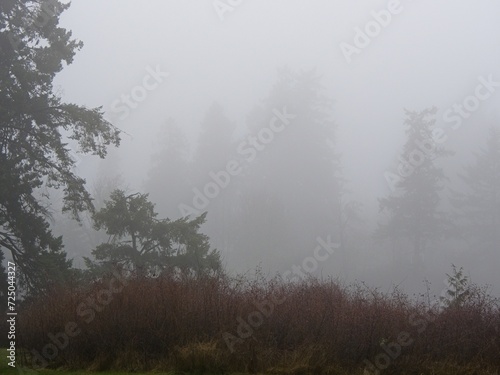 Residential area walkway covered in dense fog during winter time