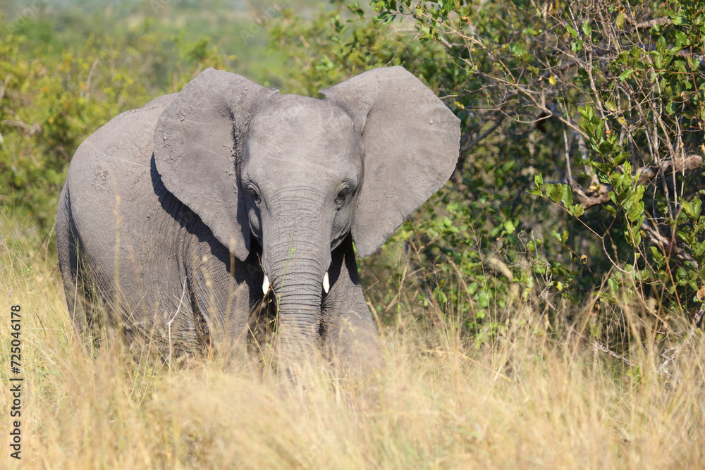 Fototapeta premium Afrikanischer Elefant / African elephant / Loxodonta africana