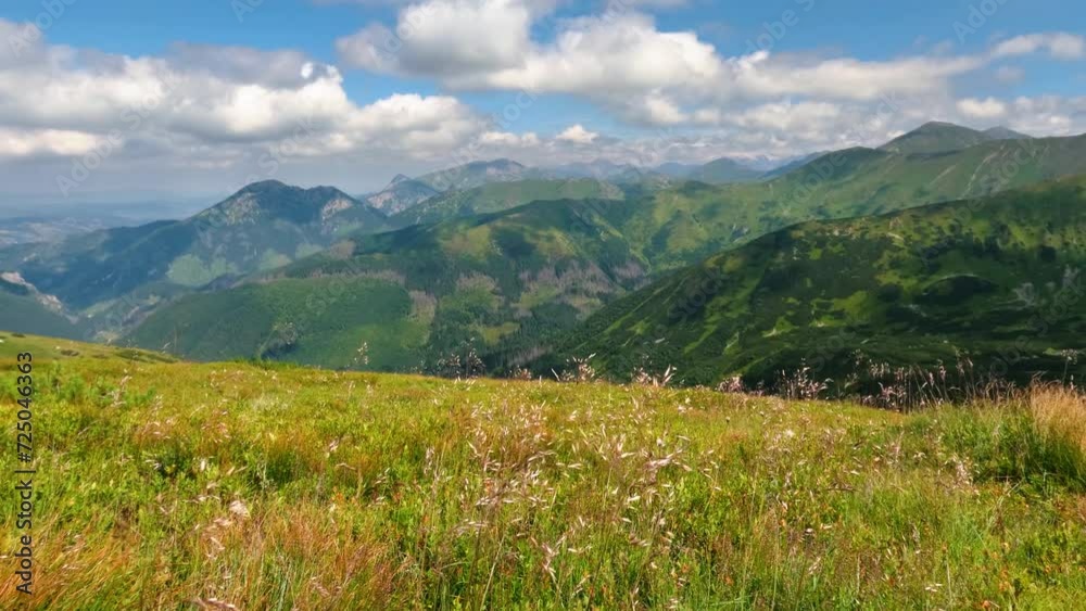 Alpine meadow in sunny summer in alps mountains nature outdoor
