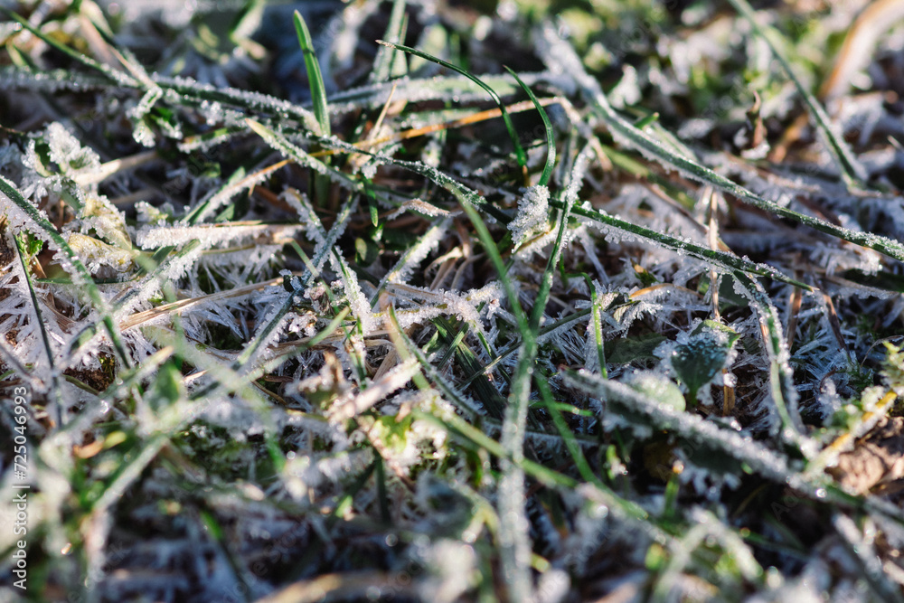 A close-up of frozen last year's grass in the field on a cold winter morning. Hoarfrost on last year's grass