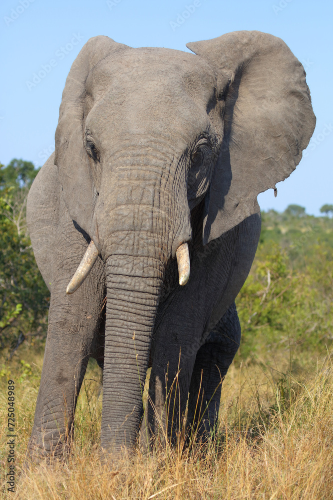 Obraz premium Afrikanischer Elefant / African elephant / Loxodonta africana