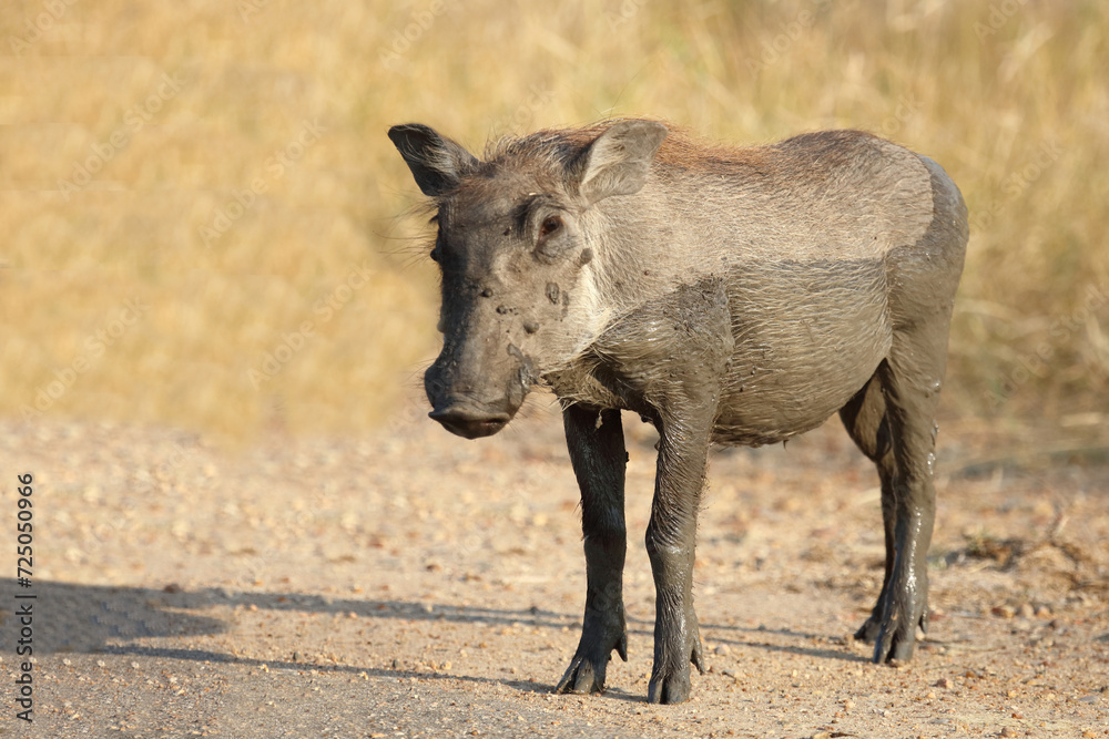 Warzenschwein / Warthog / Phacochoerus africanus Warzenschwein / Warthog / Phacochoerus africanus