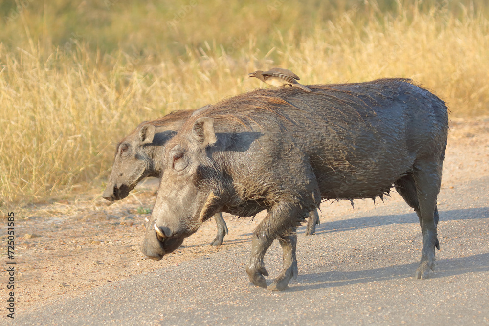 Warzenschwein und Rotschnabel-Madenhacker / Warthog and Red-billed oxpecker / Phacochoerus africanus et Buphagus erythrorhynchus. Warzenschwein und Rotschnabel-Madenhacker / Warthog and Red-billed oxpecker / Phacochoerus africanus et Buphagus erythrorhynchus.