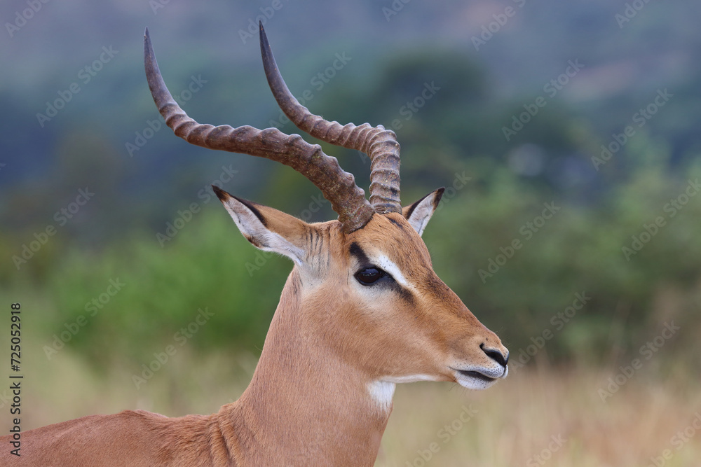 Schwarzfersenantilope / Impala / Aepyceros melampus Schwarzfersenantilope / Impala / Aepyceros melampus