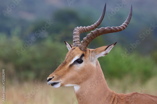 Schwarzfersenantilope / Impala / Aepyceros melampus