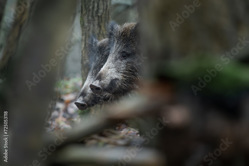 Wild Boar (Sus scrofa) peering through forest underbrush