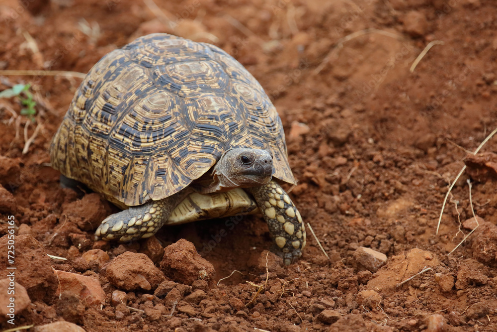 Leopardenschildkröte / Leopard tortoise / Geochelone pardalis Leopardenschildkröte / Leopard tortoise / Geochelone pardalis