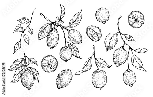 Lemon, citrus fruit. set of realistic vector illustrations, hand drawn, vintage engraving style.