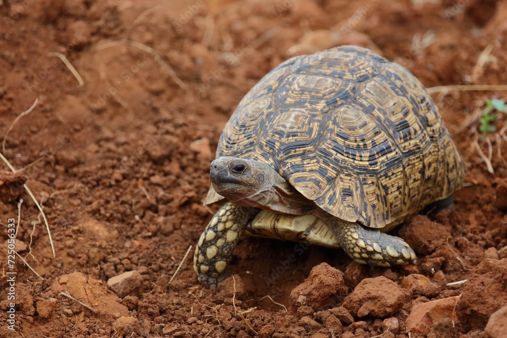 Leopardenschildkröte / Leopard tortoise / Geochelone pardalis Leopardenschildkröte / Leopard tortoise / Geochelone pardalis