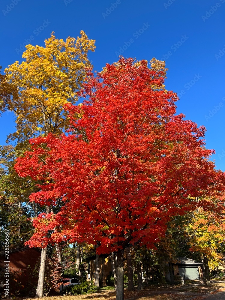 Naklejka premium Colorful fall tree in neighborhood of Michigan