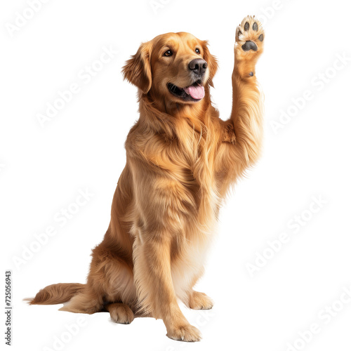 Dog Holding Paw Up in the Air