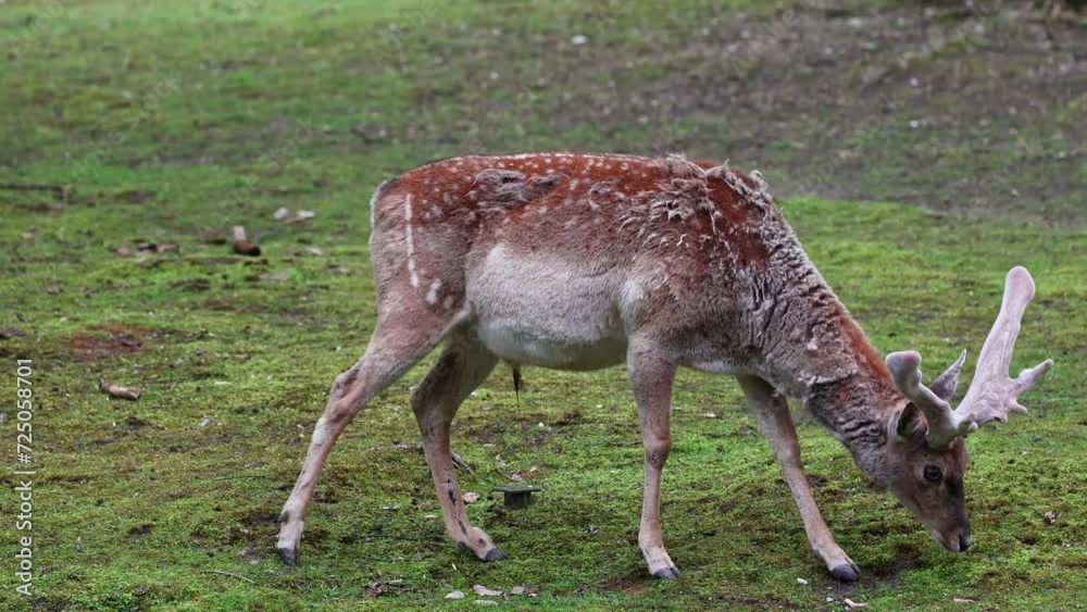 The fallow deer, Dama mesopotamica is a ruminant mammal belonging to the family Cervidae. The fallow deer, Dama mesopotamica is a ruminant mammal belonging to the family Cervidae.