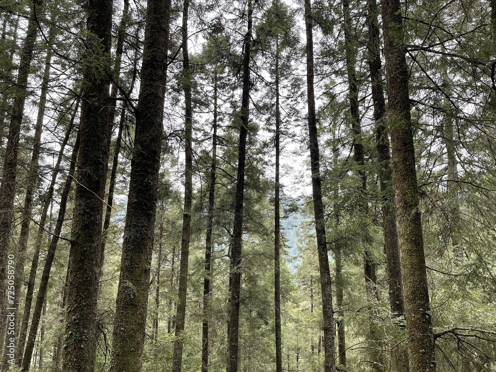 Fototapeta premium Bonitos arboles de un bosque con pasto, flores y arbustos