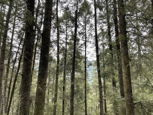 Bonitos arboles de un bosque con pasto  flores y arbustos