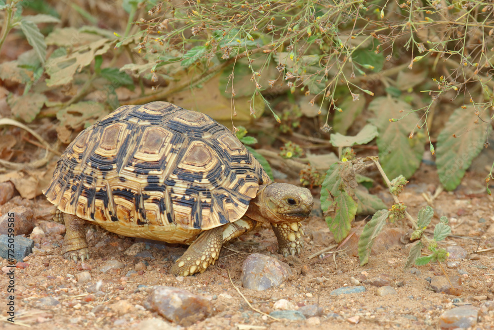 Leopardenschildkröte / Leopard tortoise / Geochelone pardalis Leopardenschildkröte / Leopard tortoise / Geochelone pardalis