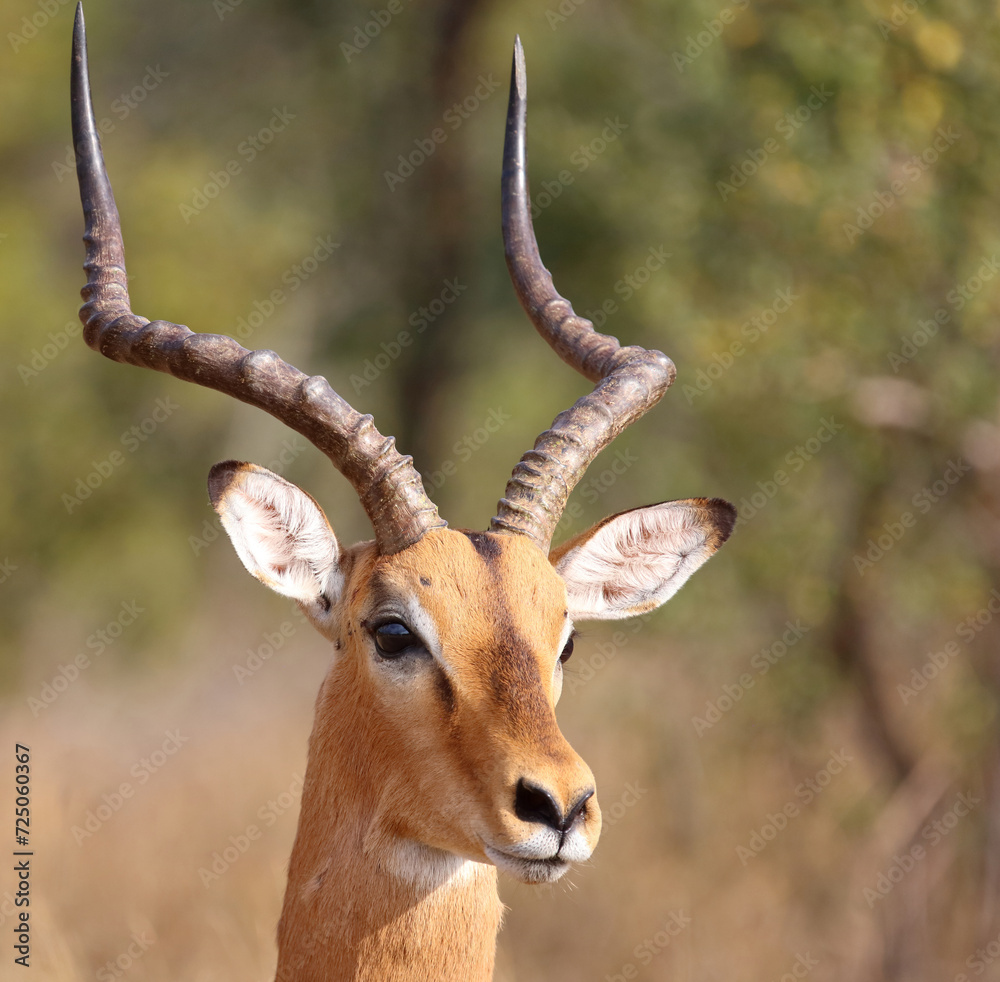 Schwarzfersenantilope / Impala / Aepyceros melampus Schwarzfersenantilope / Impala / Aepyceros melampus