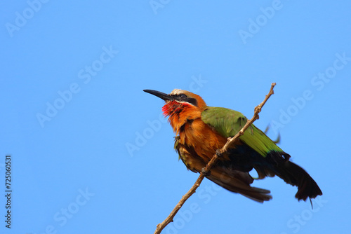 Weißstirnspint / White-fronted bee-eater / Merops bullockoides photo