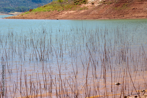 Bare Branches in Tranco Reservoir's Shallow Waters