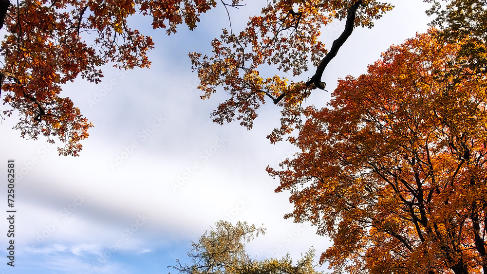 Obraz premium Autumn season, trees with fall Color Of Red, Gold, Yellow, and Burgundy in sweden 2023