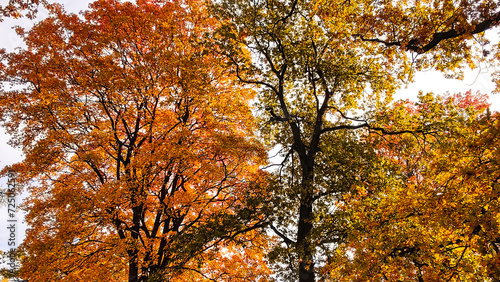 Autumn season  trees with fall Color Of Red  Gold  Yellow  and Burgundy in sweden 2023