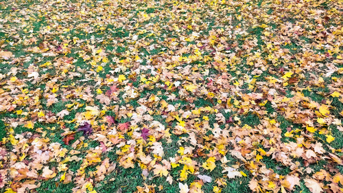 Autumn season, trees with fall Color Of Red, Gold, Yellow, and Burgundy in sweden 2023