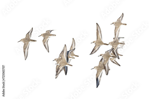 飛翔するシロチドリとハマシギの切り抜き画像 photo
