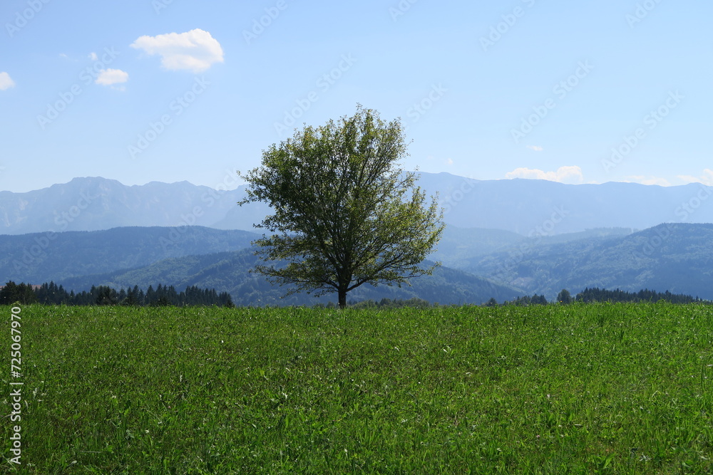 Obraz premium Hinter einer Wiese auf dem Gahberg in Weyregg am Attersee (Oberösterreich) steht ein einzelner Laubbaum. Dahinter zeichnen sich an diesem Sommertag im Dunst die Berge weiterer Gipfel der Voralpen ab.