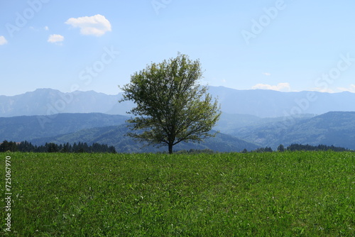 Hinter einer Wiese auf dem Gahberg in Weyregg am Attersee (Oberösterreich) steht ein einzelner Laubbaum. Dahinter zeichnen sich an diesem Sommertag im Dunst die Berge weiterer Gipfel der Voralpen ab.