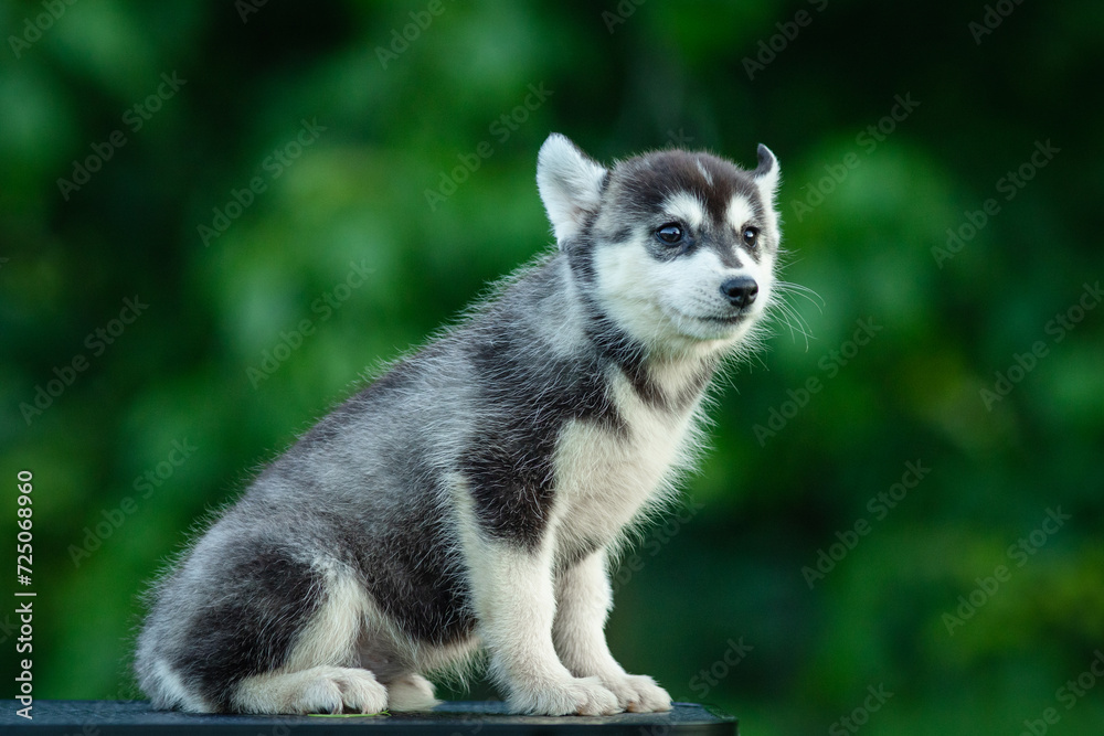 Young Siberian Husky puppy on table with blurred green background