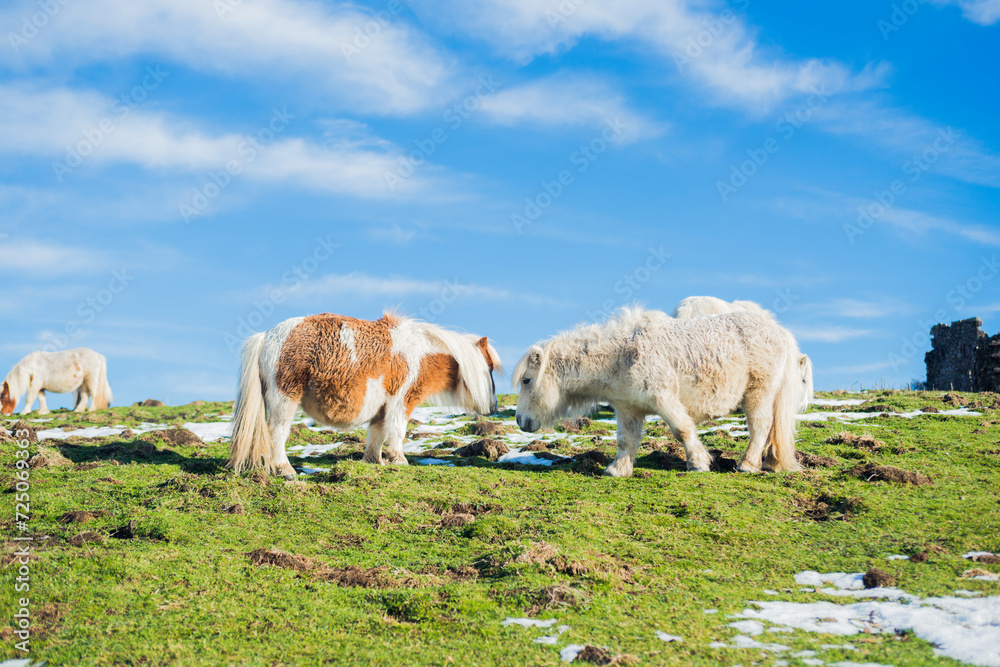 Fototapeta premium two ponies grazing in a grass field