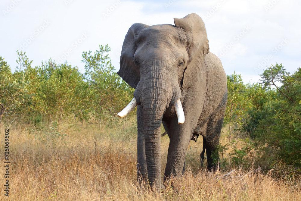 Obraz premium Afrikanischer Elefant / African elephant / Loxodonta africana