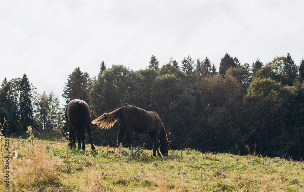 Fototapeta premium Beautiful brown horses grazing in a meadow in summer, summer field