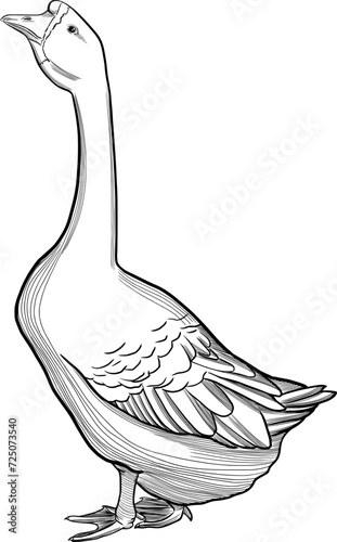 Goose vector hand drawn engraving ink style illustration