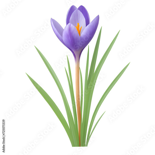 purple crocus isolated on transparent background