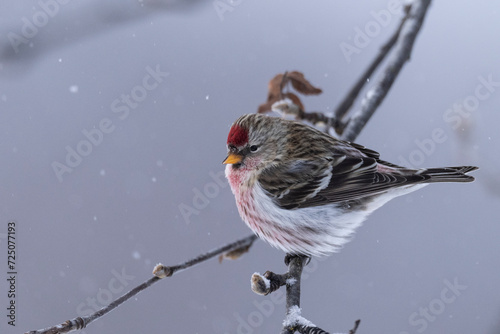 Common redpoll on a branch (Acanthis flammea) photo
