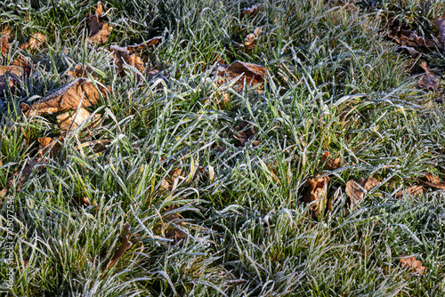 Frosted grass on a winter's morning.