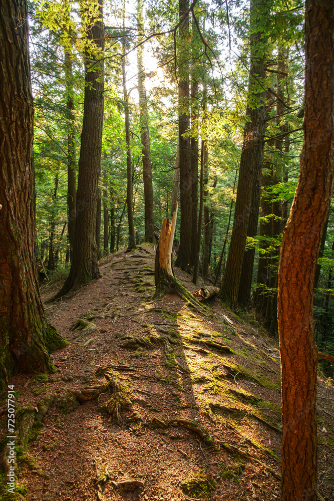 Φωτογραφία Keene,NY USA  1 31 2024: Hiking in to the Johns Brook area of the Keene valley on the approach trails to Mt Marcy in the Adirondack mountains