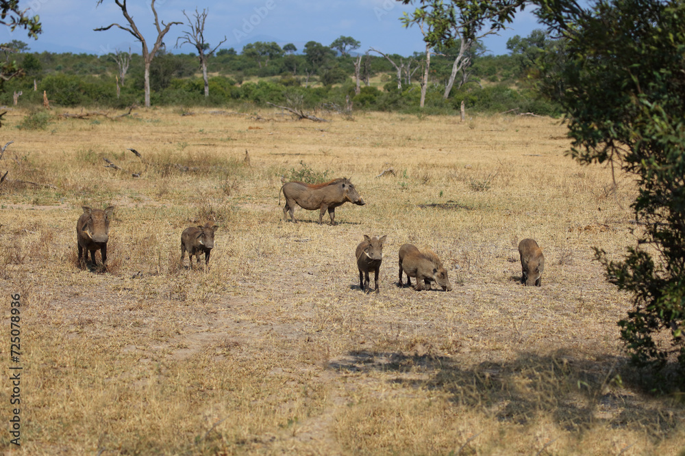 Warzenschwein / Warthog / Phacochoerus africanus Warzenschwein / Warthog / Phacochoerus africanus