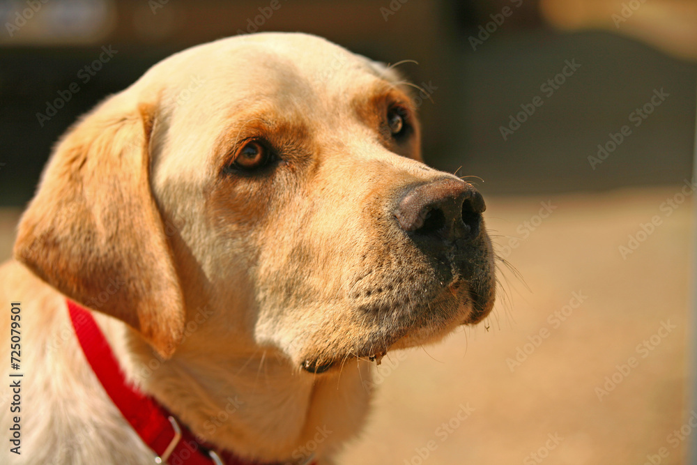 Close-up portrait of a Beautiful Yellow Labrador Retriever with a red collar against a bokeh background. Close-up portrait of a Beautiful Yellow Labrador Retriever with a red collar against a bokeh background.