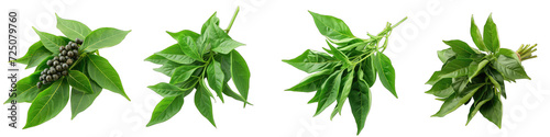 A Bunch Of Fresh Fragrant Pepper mountain Cornish pepper leaf Hyperrealistic Highly Detailed Isolated On Transparent Background Png File White Background Photo Realistic Image photo