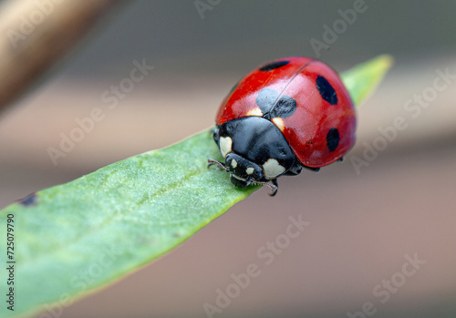 Resting ladybug closeup on a milkweed leaf