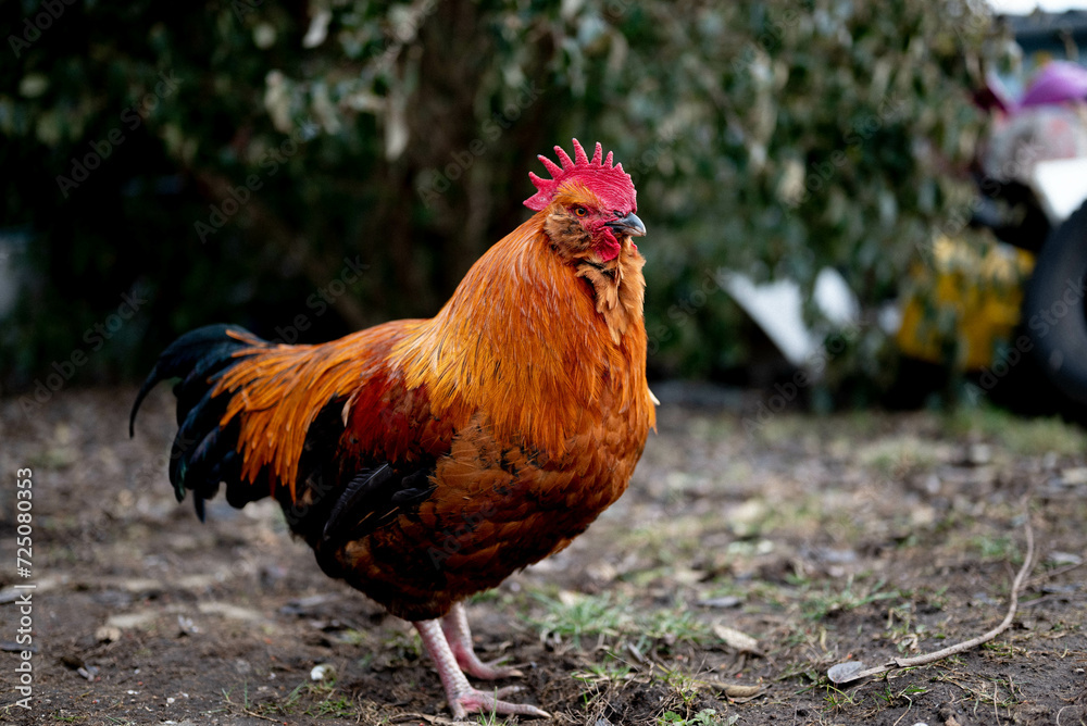 a nice big colorful rooster in a farm