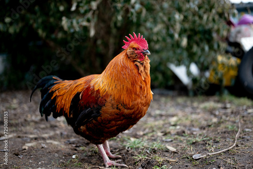 a nice big colorful rooster in a farm