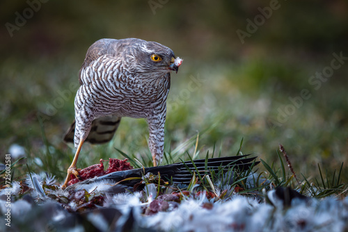 Eurasian Sparrowhawk (Accipiter nisus) feeding on prey